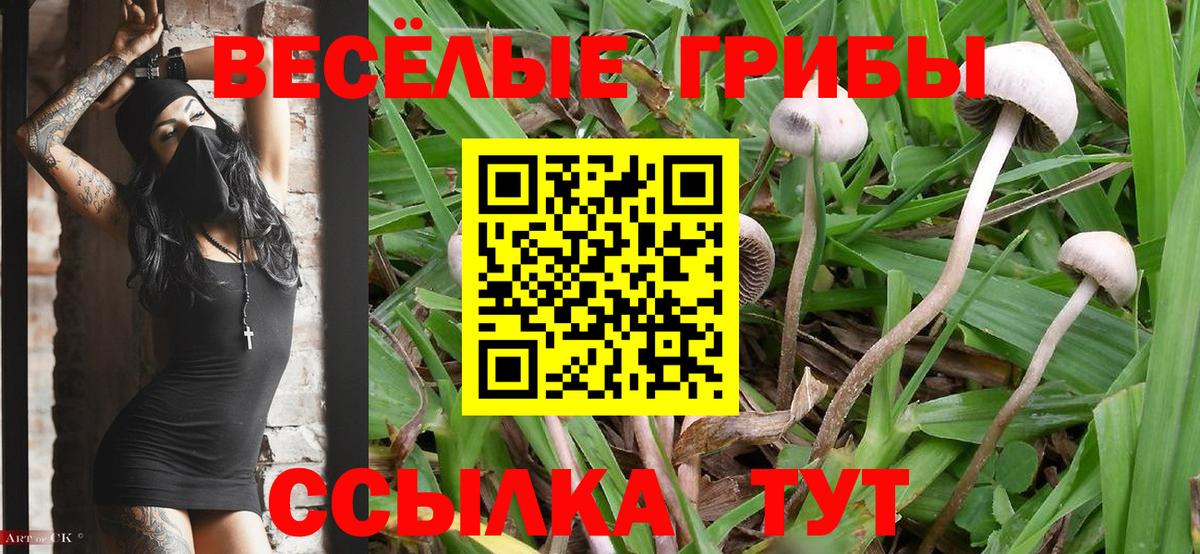 Железногорск  где купить наркоту  Вход с VPN  Псилоцибиновые грибы Cubensis 
